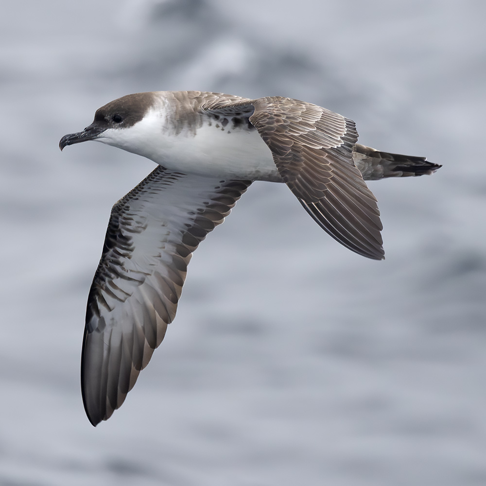 Great shearwater